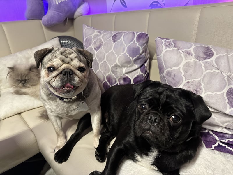 Mops Reinrassig zu Verkaufen