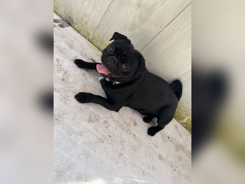 Mops Reinrassig zu Verkaufen