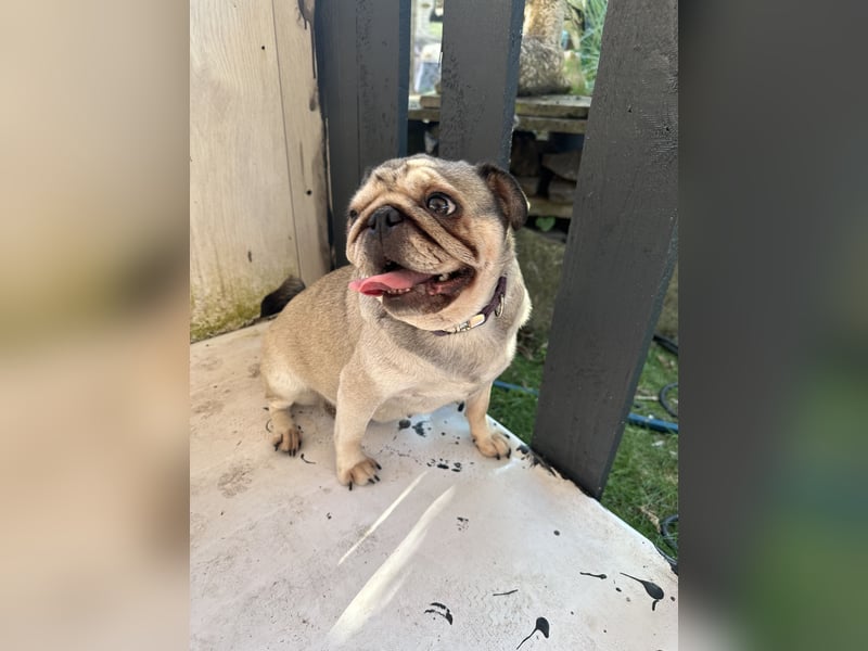 Mops Reinrassig zu Verkaufen