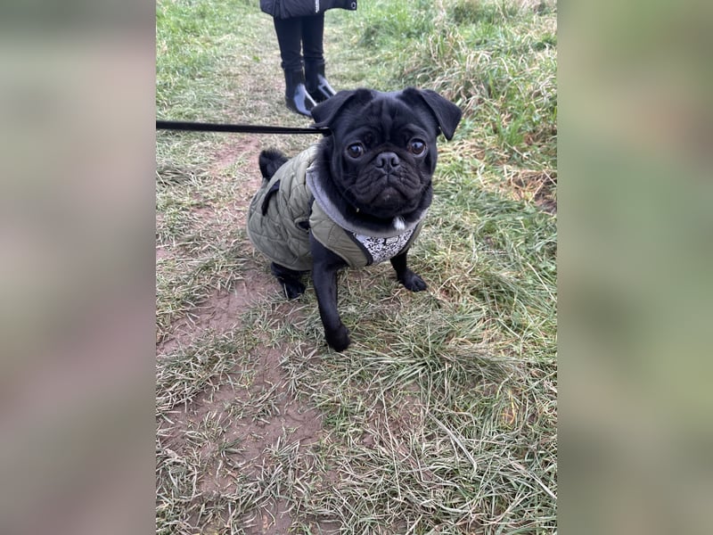 Mops Reinrassig zu Verkaufen