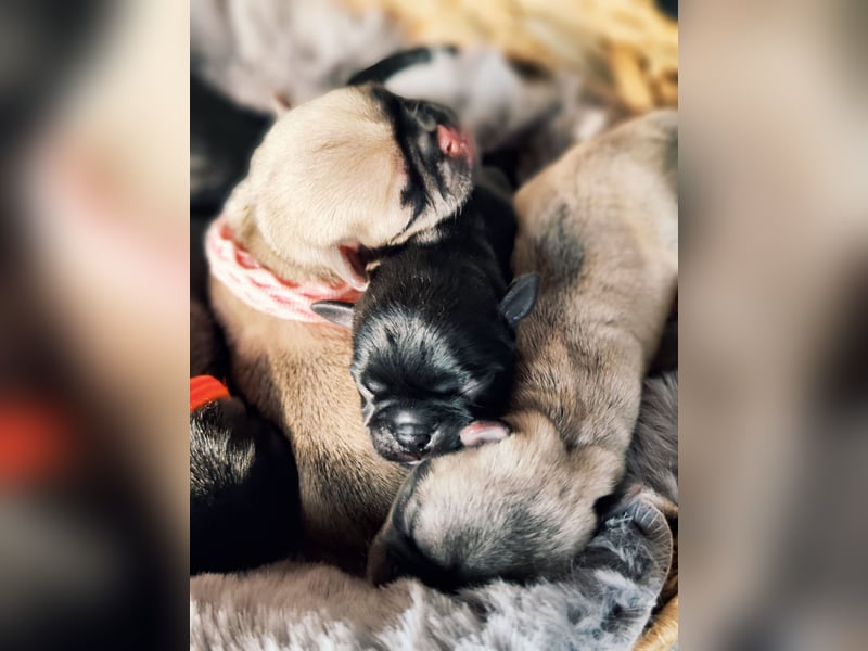 Altdeutsche Mopswelpen