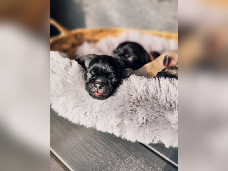 Altdeutsche Mopswelpen