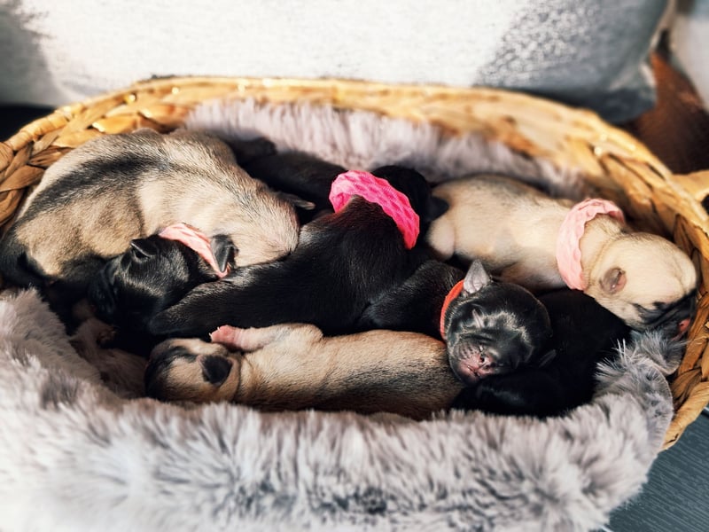 Altdeutsche Mopswelpen