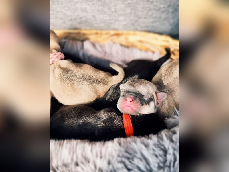 Altdeutsche Mopswelpen