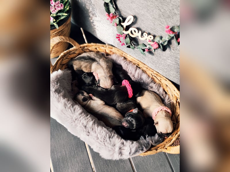 Altdeutsche Mopswelpen