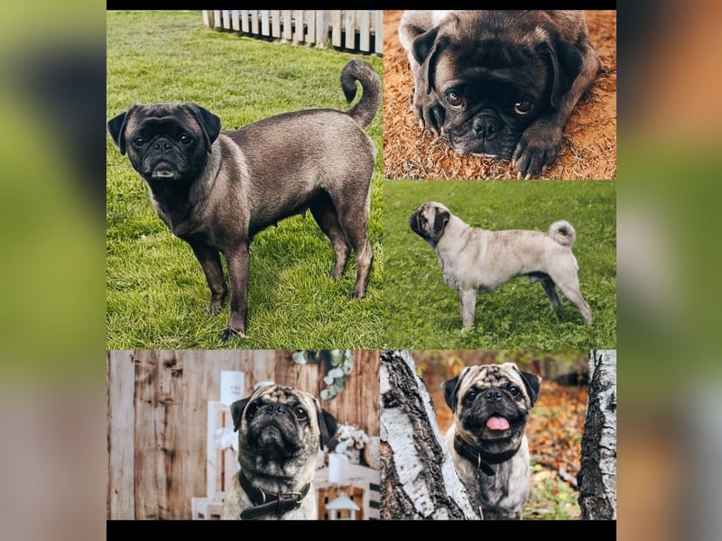 Altdeutsche Mopswelpen