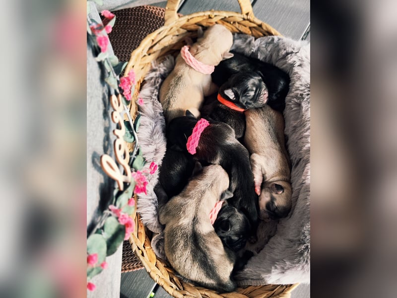 Altdeutsche Mopswelpen