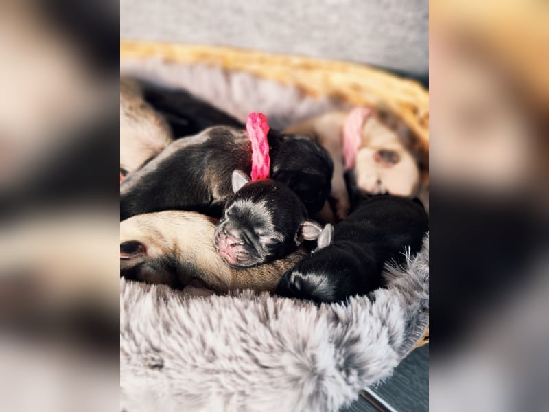 Altdeutsche Mopswelpen