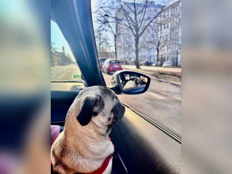 Mops Welpe Mädchen 6 Monate alt in liebevolle Hände