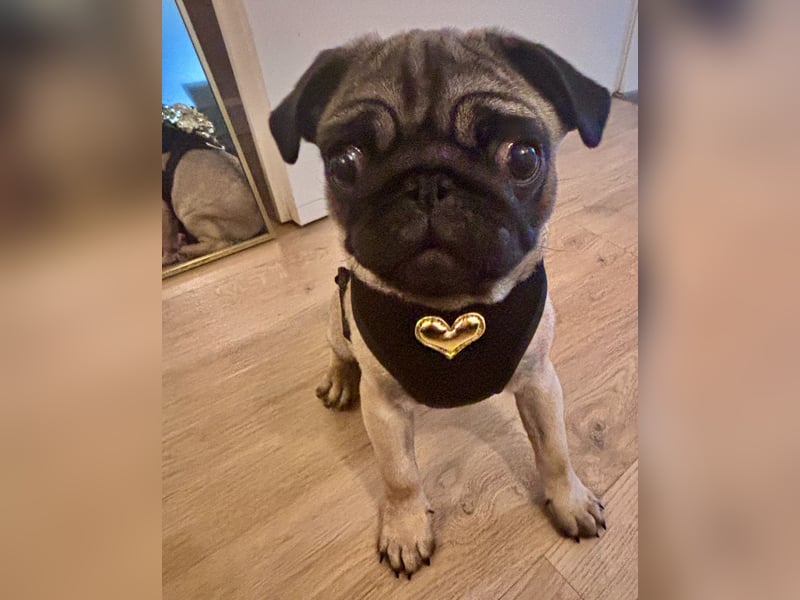 Mops Welpe Mädchen 6 Monate alt in liebevolle Hände