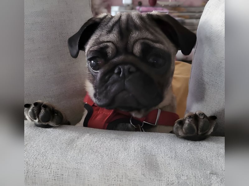 Mops Welpe Mädchen 6 Monate alt in liebevolle Hände