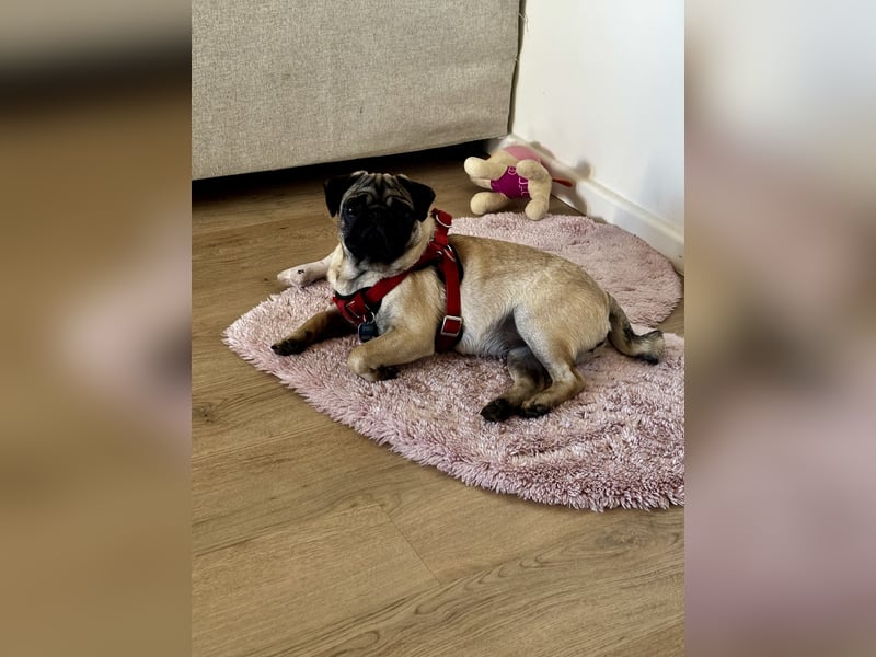 Mops Welpe Mädchen 6 Monate alt in liebevolle Hände