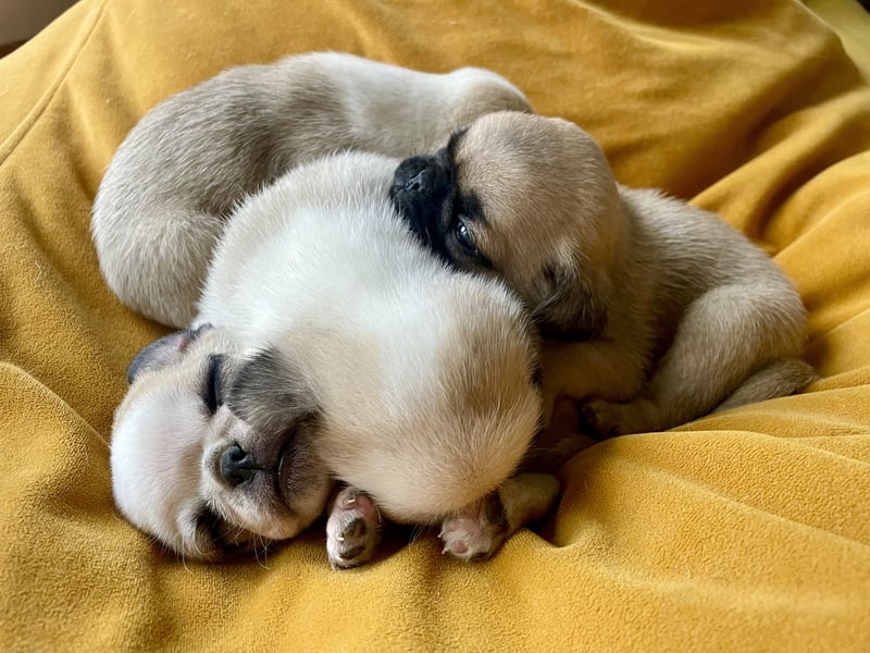 Entzückende reinrassige Mops Welpen freuen sich auf ein liebevolles Zuhause