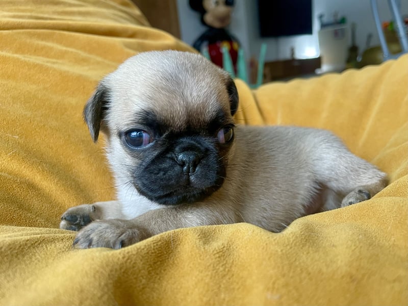 Entzückende reinrassige Mops Welpen freuen sich auf ein liebevolles Zuhause