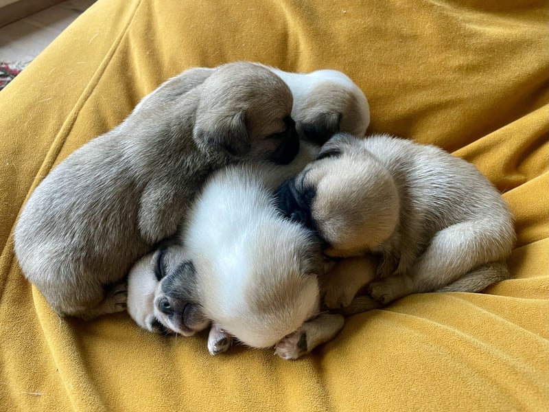 Entzückende reinrassige Mops Welpen freuen sich auf ein liebevolles Zuhause