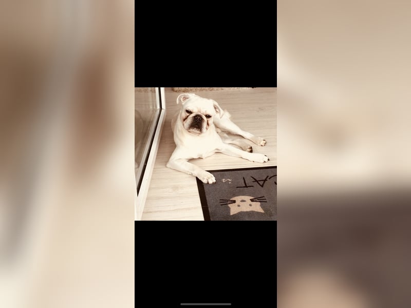 Mops