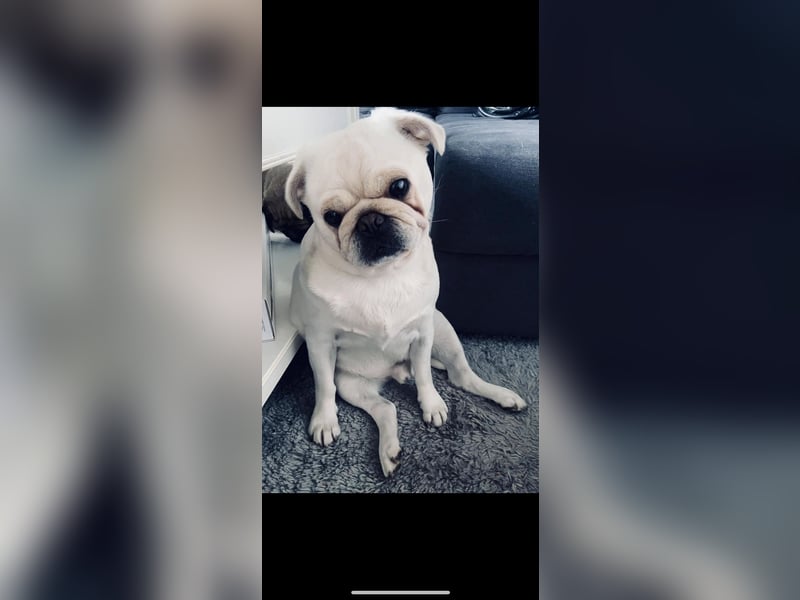 Mops
