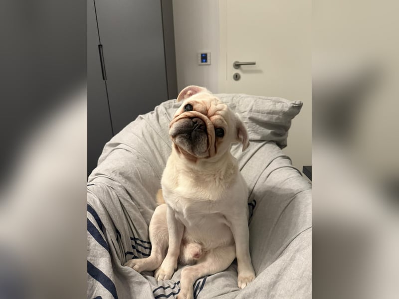 Mops