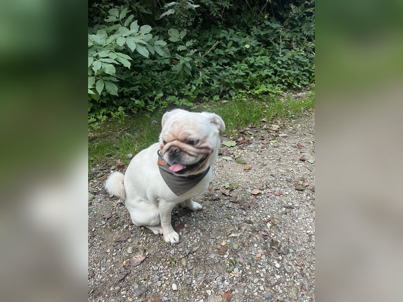 Mops