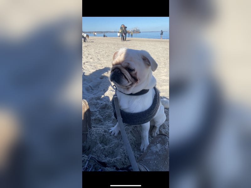Mops