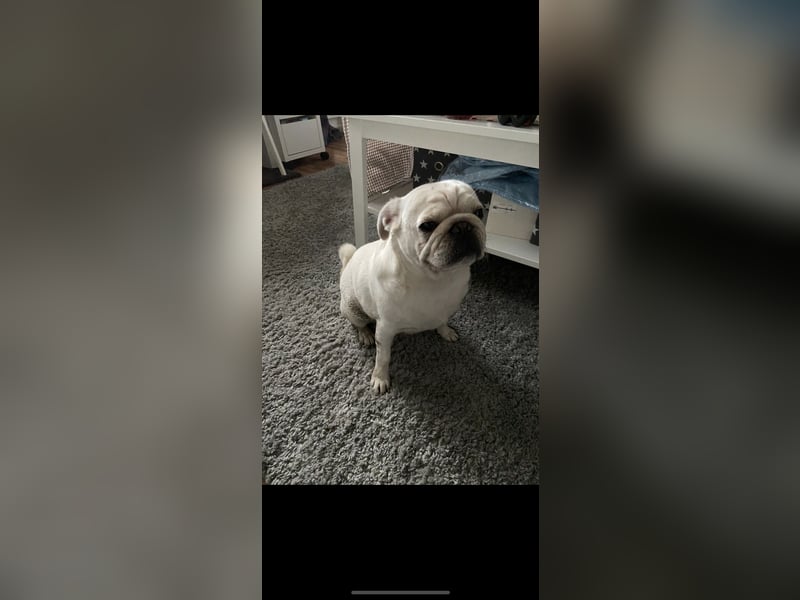 Mops