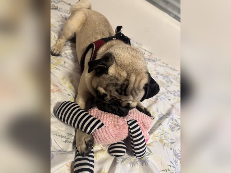 Deckrüde Mops mit Stammbaum sucht Hündin – Erstes Mal