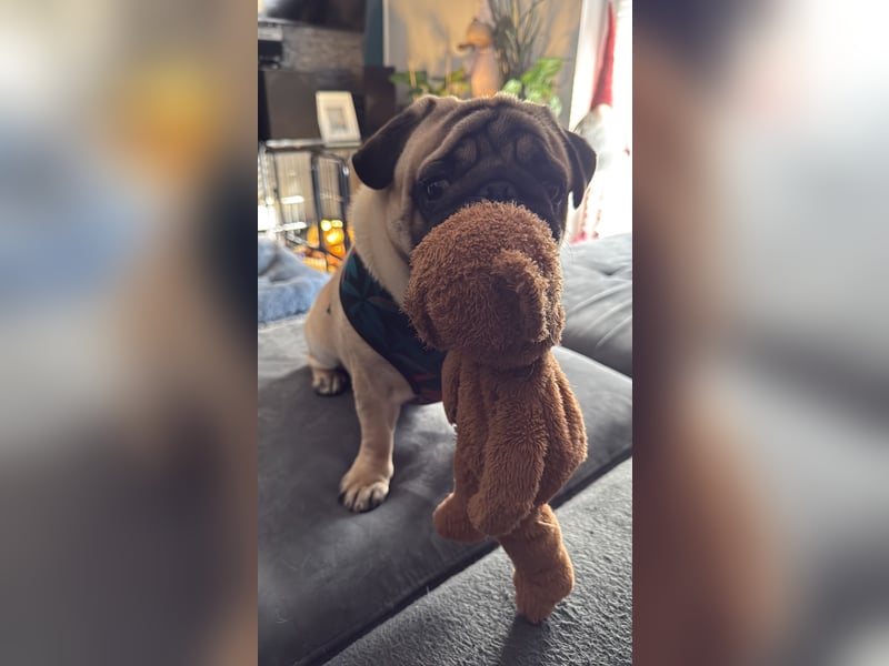 Mops rüde - knapp 1 Jahr alt