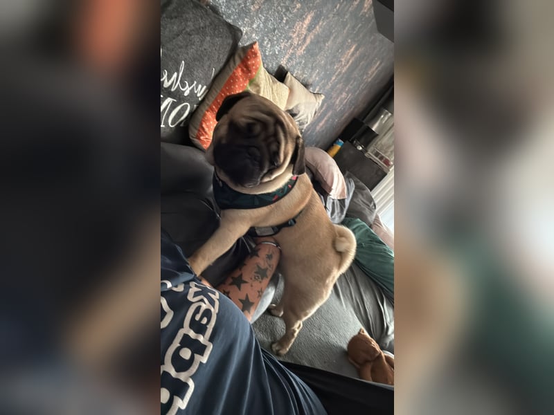Mops rüde - knapp 1 Jahr alt