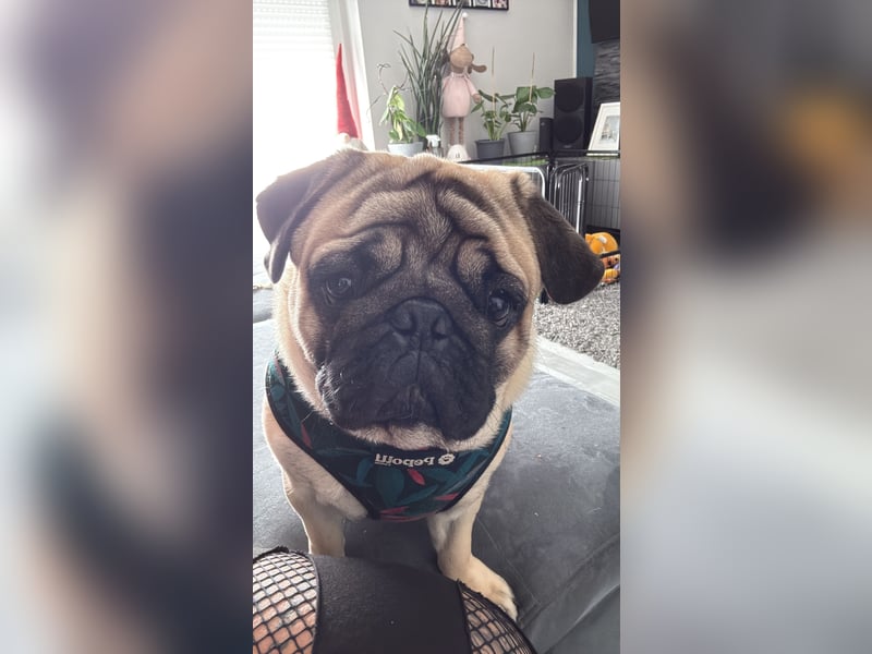Mops rüde - knapp 1 Jahr alt