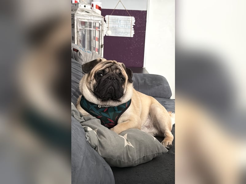 Mops rüde - knapp 1 Jahr alt