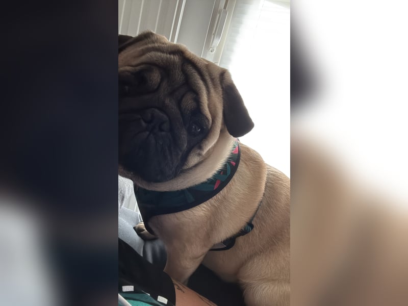 Mops rüde - knapp 1 Jahr alt
