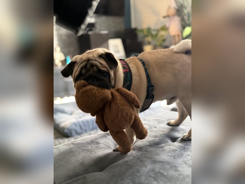 Mops rüde - knapp 1 Jahr alt