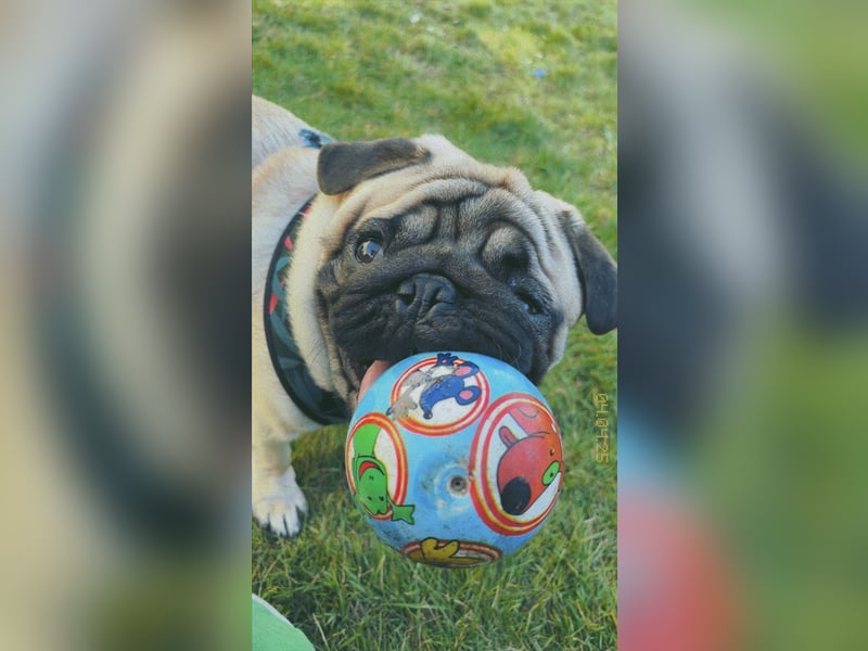 Mops rüde - knapp 1 Jahr alt