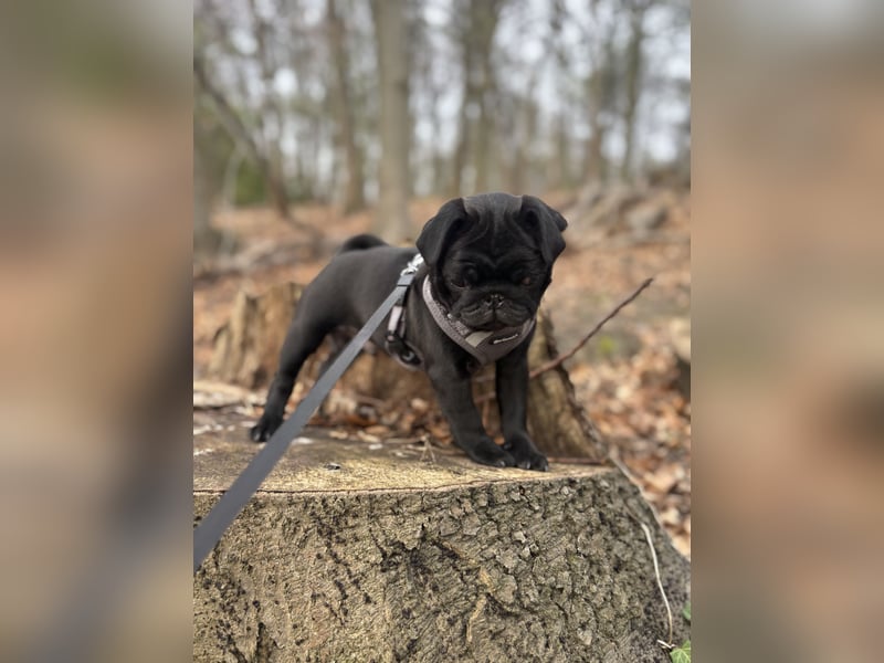 Reinrassiger Mops Welpe