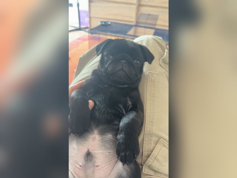 Reinrassiger Mops Welpe