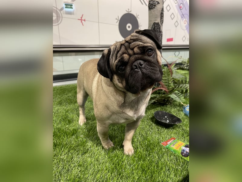 Mops Deckrüde