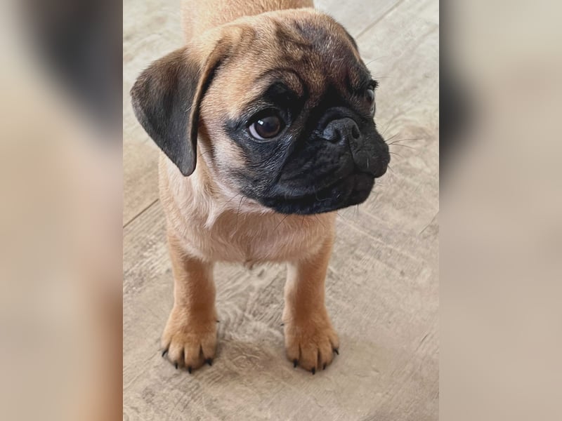 Mops 2.0 Welpen, Rüde, 13 Wochen, Ahnentafel CfdM / VDH / FCI