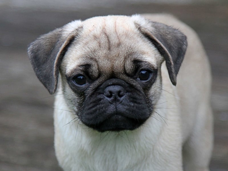 Mops 2.0 Welpen, Rüde, 13 Wochen, Ahnentafel CfdM / VDH / FCI