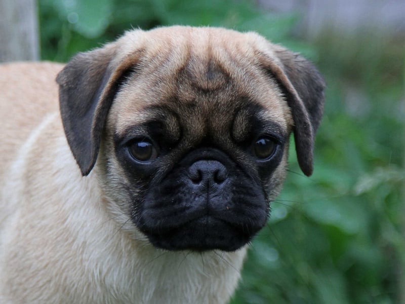Mops 2.0 Welpen, Rüde, 13 Wochen, Ahnentafel CfdM / VDH / FCI