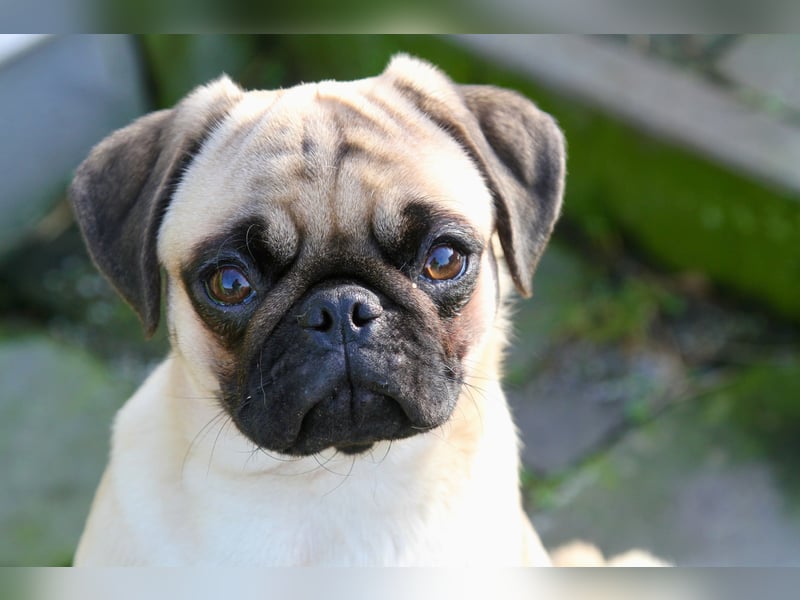 Mops 2.0 Welpen, Rüde, 13 Wochen, Ahnentafel CfdM / VDH / FCI
