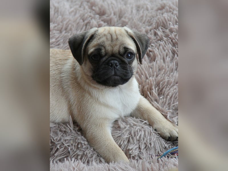 Mops 2.0 Welpen, Rüde, 13 Wochen, Ahnentafel CfdM / VDH / FCI