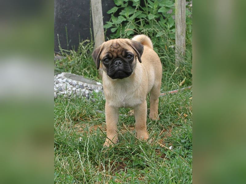 Mops 2.0 Welpen, Rüde, 13 Wochen, Ahnentafel CfdM / VDH / FCI