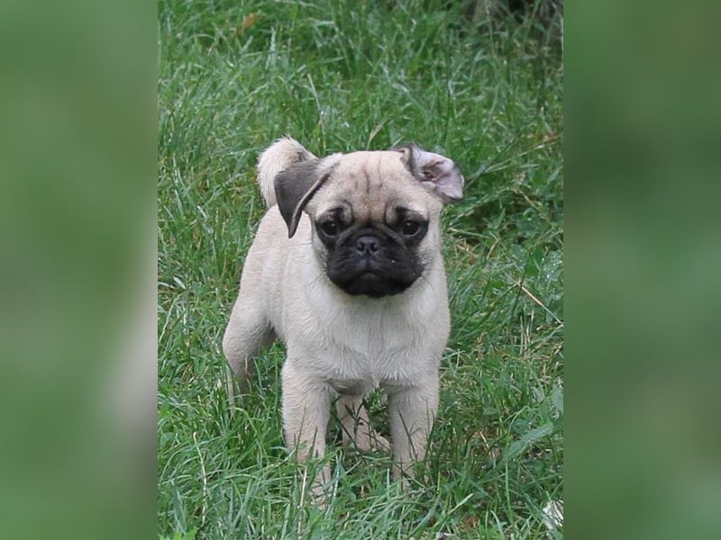 Mops 2.0 Welpen, Rüde, 13 Wochen, Ahnentafel CfdM / VDH / FCI