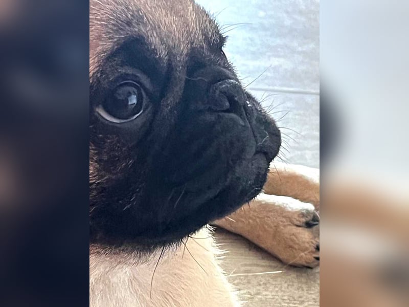 Mops 2.0 Welpen, Rüde, 13 Wochen, Ahnentafel CfdM / VDH / FCI