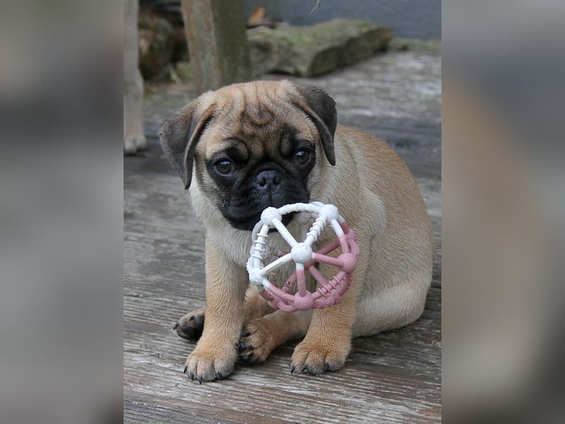 Mops 2.0 Welpen, Rüde, 13 Wochen, Ahnentafel CfdM / VDH / FCI