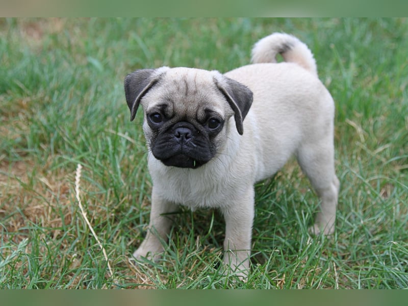 Mops 2.0 Welpen, Rüde, 13 Wochen, Ahnentafel CfdM / VDH / FCI