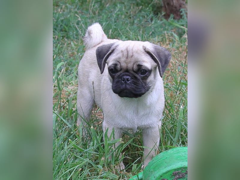 Mops 2.0 Welpen, Rüde, 13 Wochen, Ahnentafel CfdM / VDH / FCI
