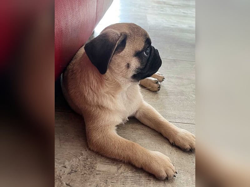 Mops 2.0 Welpen, Rüde, 13 Wochen, Ahnentafel CfdM / VDH / FCI