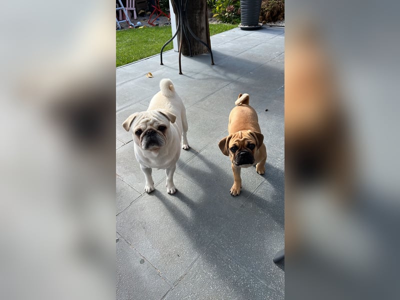 Deckrüde Mops