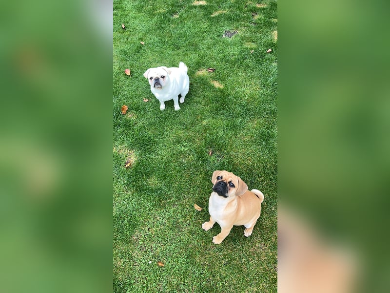Deckrüde Mops